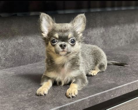 chihuahua for sale philippines price|Chihuahua puppies .